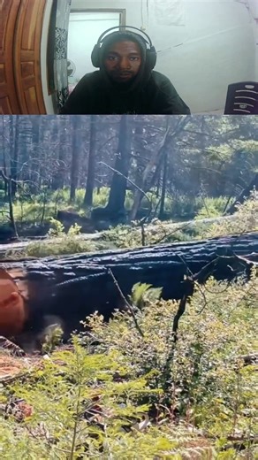 5.5K views · 74 reactions | Timber Falling  #treefelling #satisfying #logger #fypviralシ | Bill Stuck | Facebook