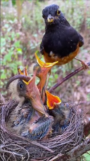 Eastern Towhee Call and Foraging Behavior | Birdwatching Video.