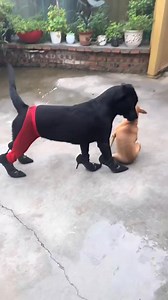 3K views · 38K reactions | #dog de salto alto | Eliana Costa | Facebook