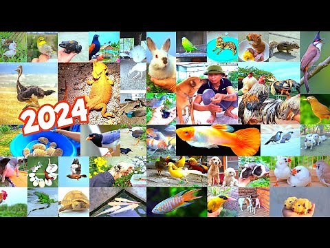 Summary of All of Que Nghich's Pets 2024 What Are They / Que Nghich