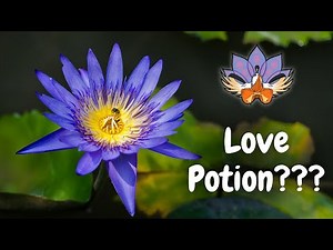 The Ancient Love Potion? Blue Lotus & Its Mysterious Effects
