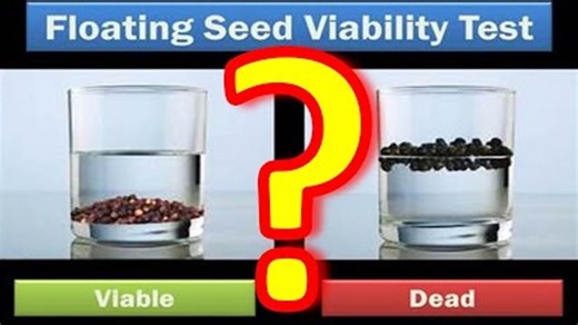 Does the Seed Float Test Work?