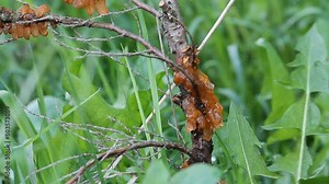 Juniper Rust on branch of Savin juniper (Juniperus sabina) caused by Gymnosporangium sabinae Stock Video
