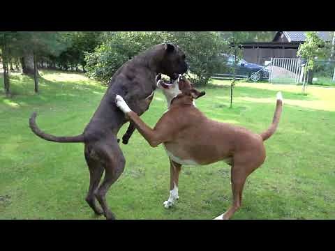 Boxer Dogs Full Action Boxing Play And Run! 😎😁