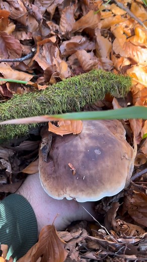 #funghiporcini | Funghi Porcini