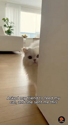 2.6K views · 39 reactions | Stranger danger is real with this one.  #cute #PetComedy #funnypets #petlovers #fblifestyle #funnycat #foryourpage #catlover #cats #fypシ | Faux Paws | Facebook