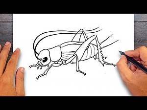 How to draw Cricket - Insect Drawing