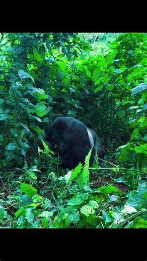 Romance in Jungle, experience the gorillas in their wild life with gorilla trekking