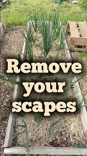 Why You MUST Remove Garlic Scapes & Onion Flowers 🌱🧄 | Bigger Harvest Tips