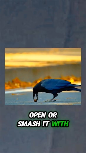 What does a crow do when it can't crack walnut well it can't exactly bite it #crow #crack #walnut #exactly #bite | Pets By Aamir