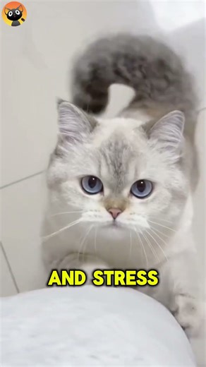 Your Cat Knows These 4 Secrets About You