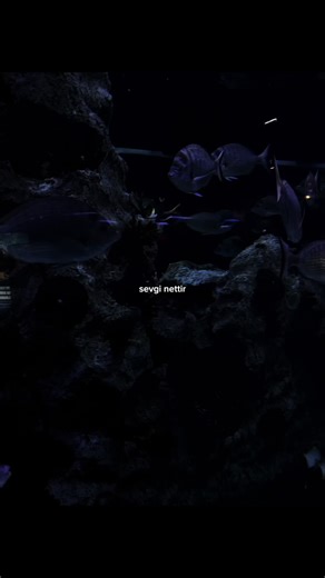 ℰ. (@61_elfida)’s videos with Sevgi nettir - ℰ.