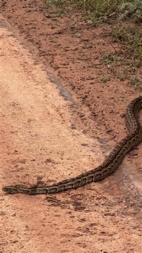 African rock python 🐍