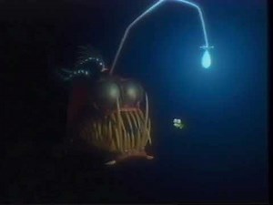 Finding Nemo Ending Credits 3