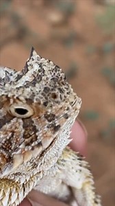 453K views · 23K reactions | Meeting a Texas Horned Lizard while relocating some rattlesnakes in southeastern Arizona | Rattlesnake Solutions | Facebook