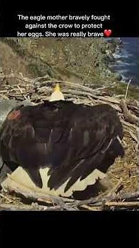 The eagle mother bravely foughtagainst the crow to protecther eggs. She was really brave