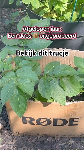 Aardappels kweken in een doos 🥔 | Leuk feitje!