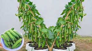 34K views · 198 reactions | Tips to grow high yielding cucumbers at home, if you do it this way | Un Mundo De Historias | Facebook