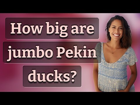 How big are jumbo Pekin ducks?