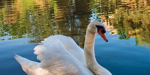 UNR exploring bringing new swans to Manzanita Lake