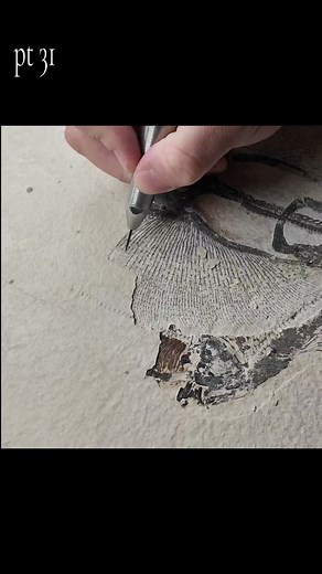 1.2K views · 90 reactions | Sooo I somehow posted the fossil stingray prep video twice… technology: 1, me: 0.  But hey, you get a double feature today for Part 31! Just pretend we hit a bonus layer in the Green River Formation and found two stingrays stacked together. Totally accidental, totally fitting. 領✨ #FossilPrep #Heliobatis #GreenRiverFormation #PaleontologyLife #FossilFriday #InStoneFossils | In Stone Fossils | Facebook