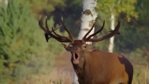 Epic Battles and Survival Tactics of the Red Deer: Witness Nature’s Most Powerful Struggles