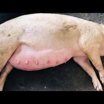 How to know if a pig is pregnant