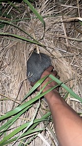 Hewan aneh 😬 | Oji TV