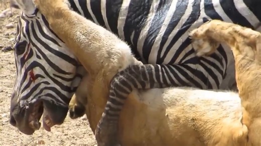 Amazing - Lion vs Zebra with unexpected escape 😲.mp4 | Real World Police