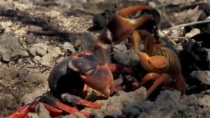 Cuba 🇨🇺 Isla Salvaje del Caribe. | Documentales Español Latino