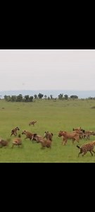 Lions VS Hyena:#wildlifeentertainment #animals #nature #animallife | NL Liones AS