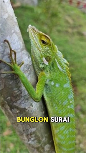 Bunglon Taman: Hewan yang ekspansinya kayak toko eskrim dari China