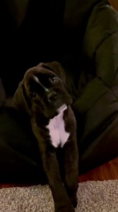 The Fonz…. One Cool Pup 🐶 | Boxer Madness