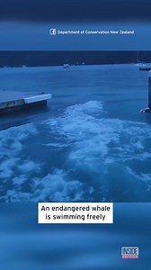 92K views · 1.6K reactions | A young pygmy blue whale is swimming freely after locals in New Zealand stepped in to help. | Inside Edition | Facebook