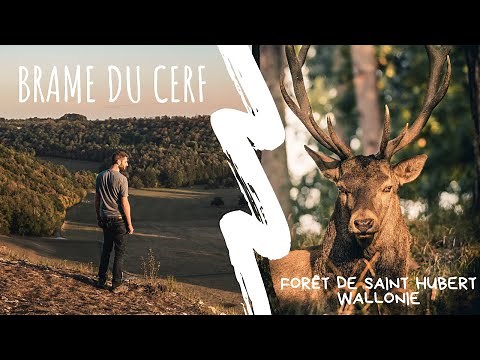 S'initier au brame du cerf - forêt de saint Hubert (Belgique)