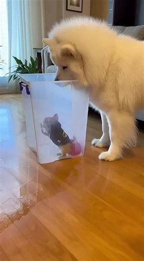 When Pipi pranks Fluffy 🤣🤣 #shorts