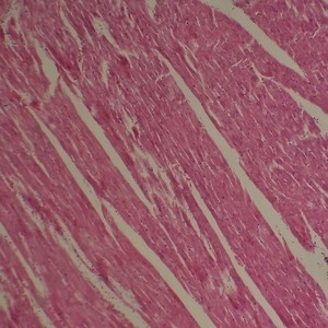 [Hot Item] C-Mount CMOS Sensor 4K Ultra HD High Sensitive Digital Microscope Camera with 8MP Resolution