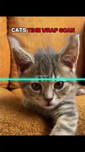 FUNNY CATS vs TIME WARP SCAN 😹✨