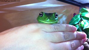 56K views · 2.8K reactions | Today’s 237% Very Happy Smile is brought to you by Voigt! | Stickyfrogs | Facebook