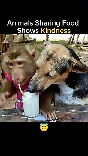 Animals Teaching Us the True Meaning of Kindness