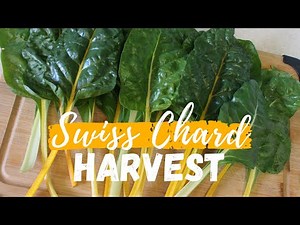 Growing Swiss Chard in Containers | Harvest & Swiss Chard Recipe
