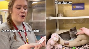 Cat Shelter Creates Viral Video of Technicians Matching Cat Traits Leading to Most of Them Being Adopted