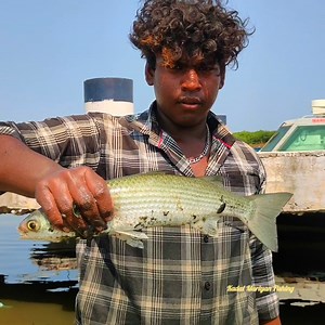 24K views · 92 reactions | Big Mullet fishes Catching in Cast Net fishing | Kadal mariyan- fishing | Facebook