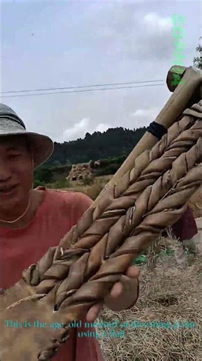 Traditional Threshing with the Flail: A Rural Harvest Ritual