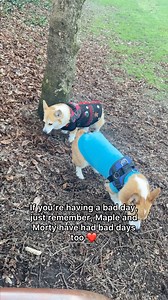 If you’re having a bad day, just remember, Maple and Morty have had bad days too. ❤️ | Maple and Morty Corgis