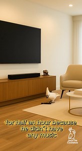 930K views · 27K reactions | He Found the Remote… and Started a Party #cockatoo#Jack#entertainment | Jackthecockatoo | Facebook