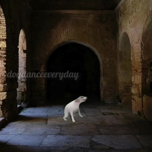 Dancing Dogs: Day 293 of the Adorable Challenge