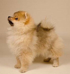 Le Spitz Allemand nain, un petit chien vif et intelligent