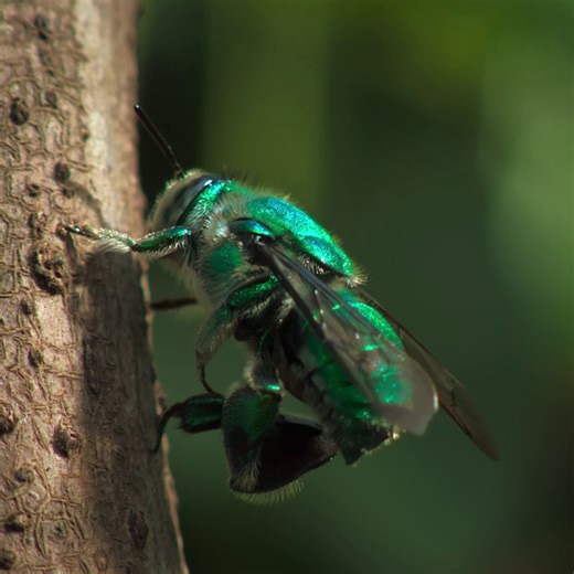 193K views · 1.5K reactions | The moves, the fragrance, the confidence—this orchid bee has it all  #NatGeoQueens, narrated by Angela Bassett, is now streaming on Disney+ and Hulu. | National Geographic | Facebook