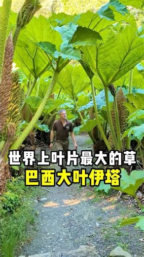 世界上叶片最大的草，巴西大叶伊塔！ （来源YT:@@TrebahGardenCornwall）